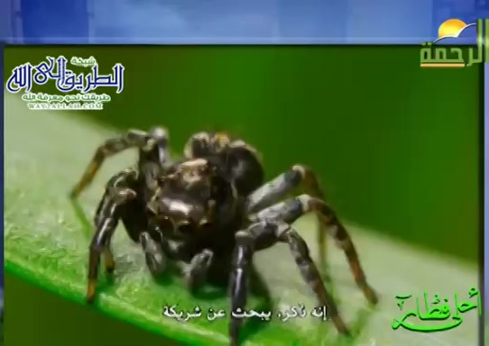 العنكبوت القاتل ( 14/5/2020 ) احلى فطار