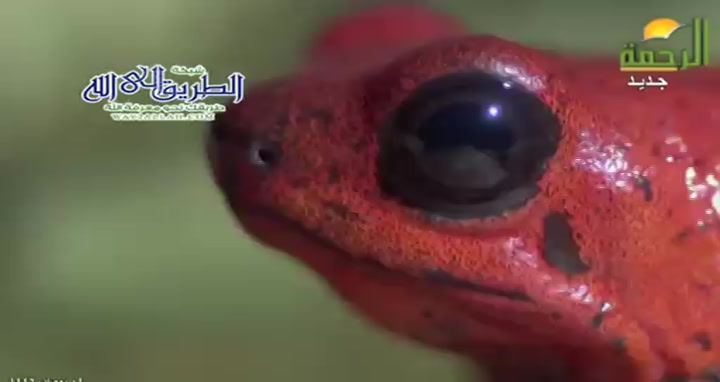 الرحمة ( 3/3/2025 ) رحلة الى الله