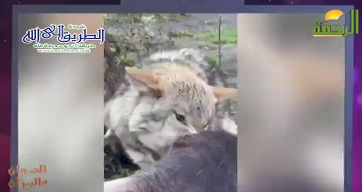 الذئب ( 15/3/2025 ) الحيوان و الميزان - سامح عرابي