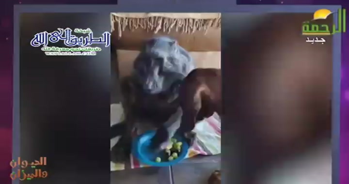 القرد ( 17/3/2025 ) الحيوان و الميزان - سامح عرابي