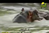 صراع الكائنات (26/4/2012) هذا خلق الله